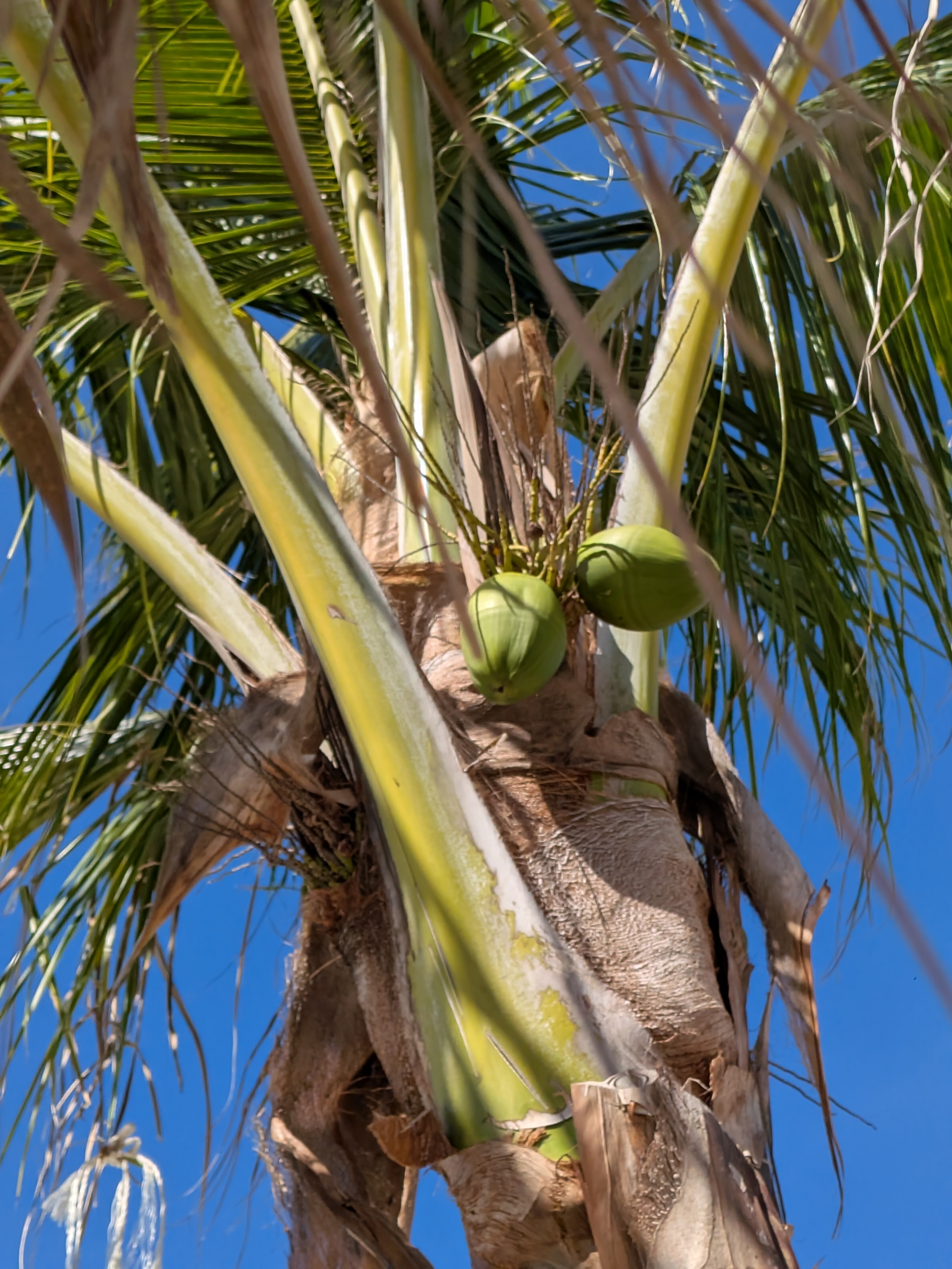 resort — Flamingo Beach-Renaissance Island, Aruba (founder field photo)